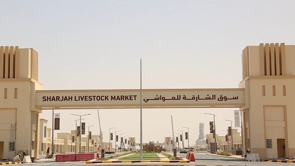 سوق المواشي5